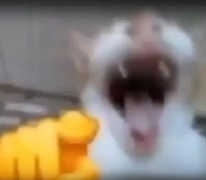 Laughing cat